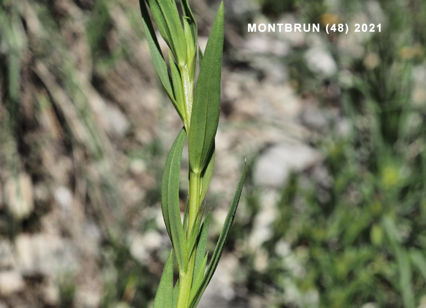 Flax, Upright leaf